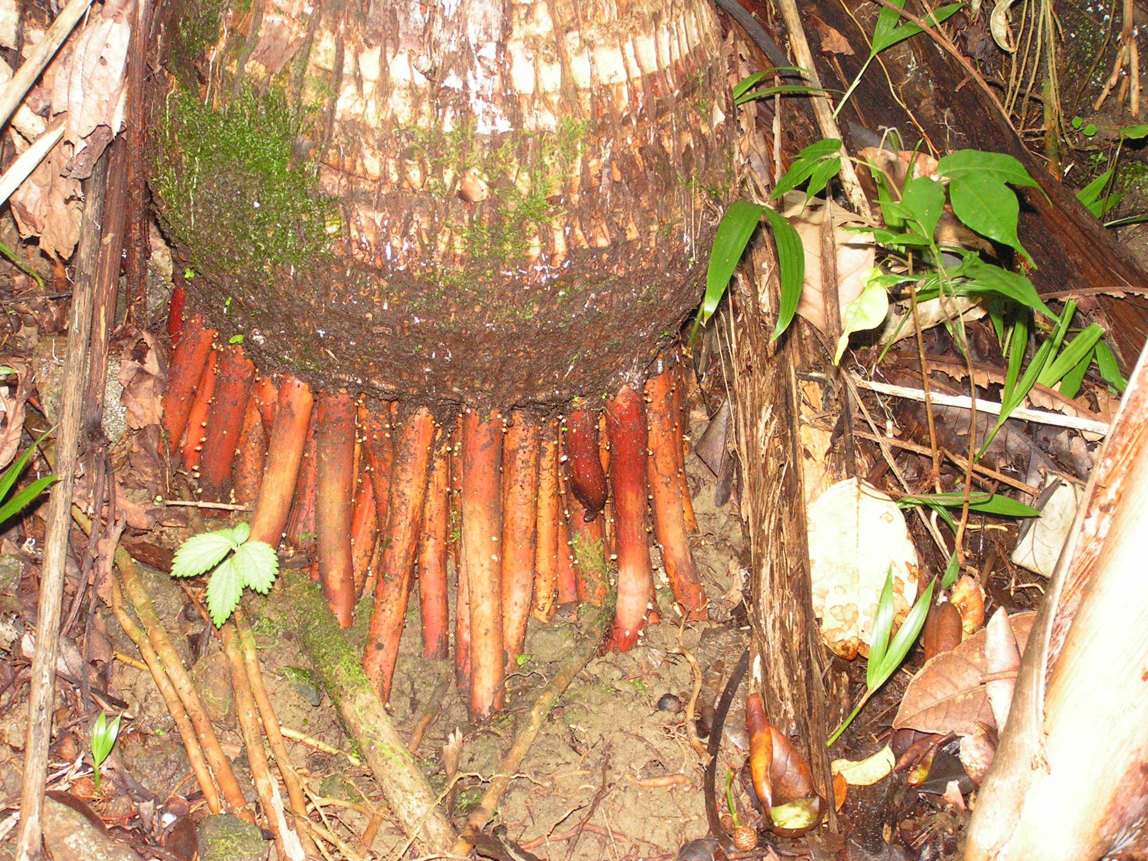 ./2005/Puerto Rico/Part 1/PICT0174.JPG